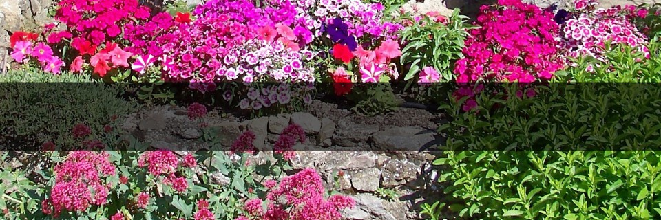 Pour profiter des plantes
juste au moment où elles sont en fleurs